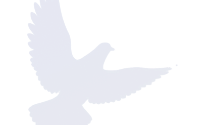 Colombe bleu